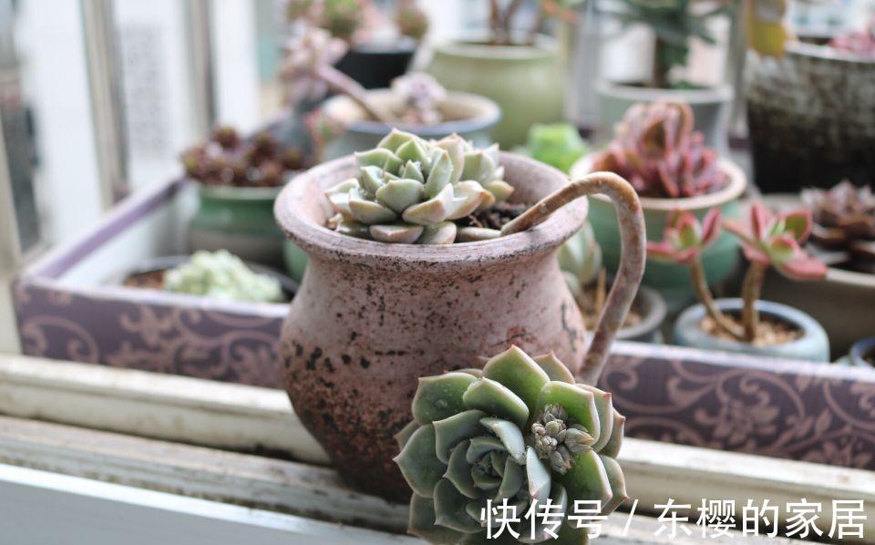 多肉白牡丹仿佛天然矛盾体,有叶插之王的称号,却不易度夏