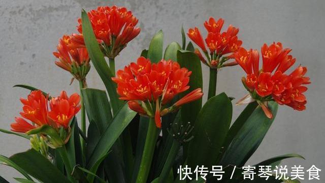 分化|君子兰用点鸡蛋壳,能养根,能促花,但是要用对方法