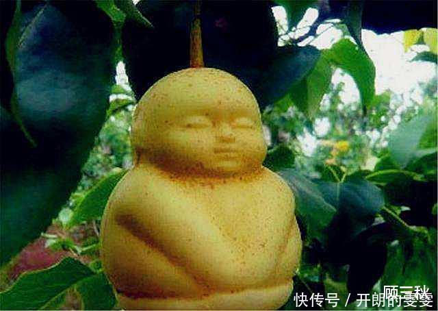 孙悟空偷人参果,只分给了猪八戒和沙僧,为啥不给白龙马分一个
