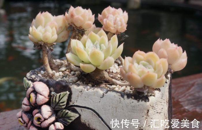 12月的多肉喜欢“四件事”,投其所好,很快就能状态满满