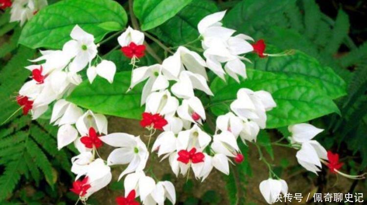 4种花养家里，福旺运旺财更旺，阵阵花香，花朵大！