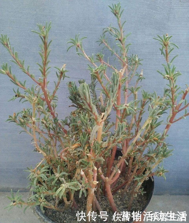 花花|3种花不能养老桩,开花越来越少,最后只剩光杆!