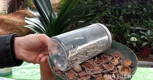 大姐养了七年君子兰,只用3种营养肥,不花大钱也能爆盆开花!