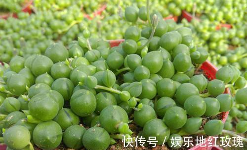 佛珠|肉佛珠怎么换盆佛珠换盆需要注意什么