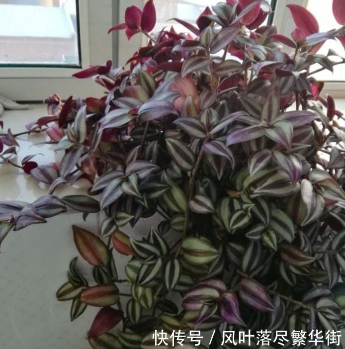 几种花，开花漂亮又好养，美爆了，叶子漂亮，还能开花