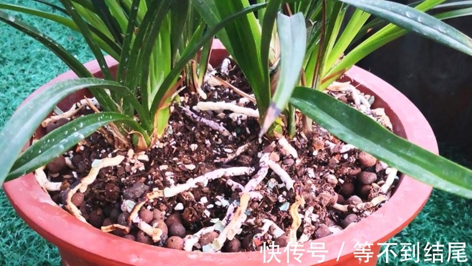 兰花根系“越狱”，全部长出盆表面，注意4个原因，土内全是白根