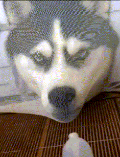 |搞笑GIF段子：家里的蚊帐都快被这傻狗的玩坏了