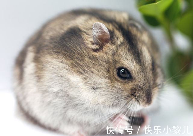 生肖|12月23号到31号,生肖鼠好运不断赚钱多多,财运势如破竹一片大好