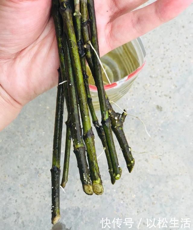 6月,最适合扦插的花,一插就活,大白根冒疯了