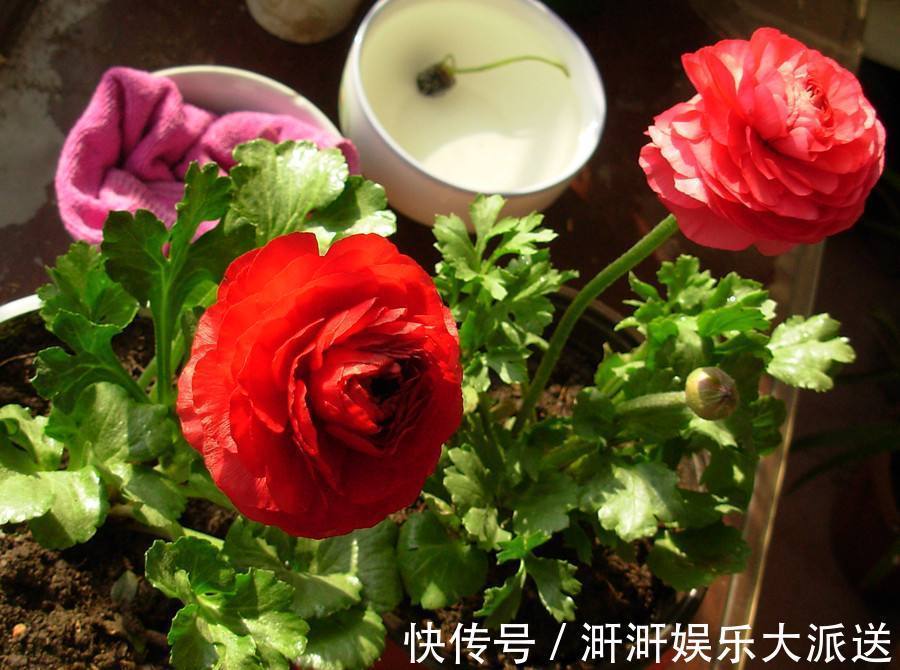 花苞|邻居种了1盆“芹菜”,却开出了“牡丹花”,花苞又大又鲜艳