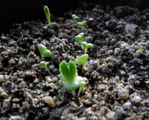 想养一盆“新玉缀多肉”,就学正确繁殖方法,轻松生根,养成功