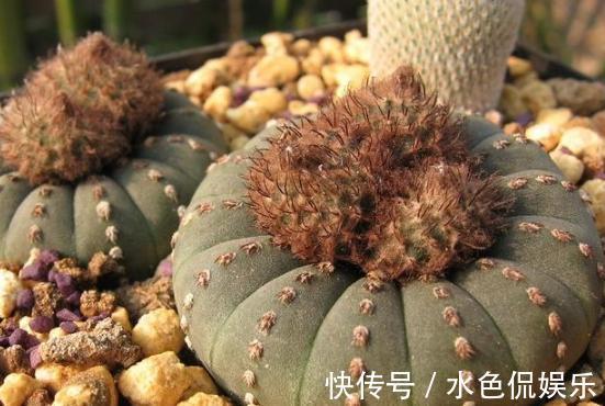 叶片|想要养好多肉植物,就从4方面下功夫,个个叶片厚实又肥美