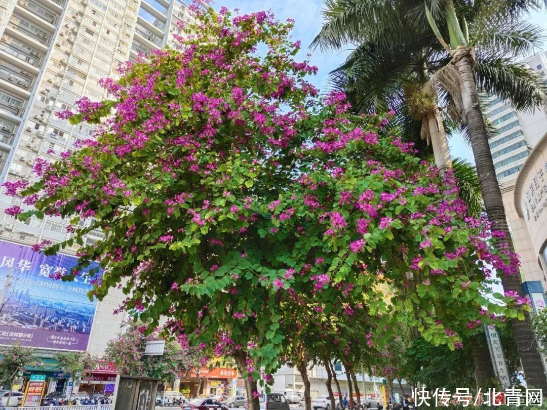 满城繁花一路相伴！邕城的春天太！美！了