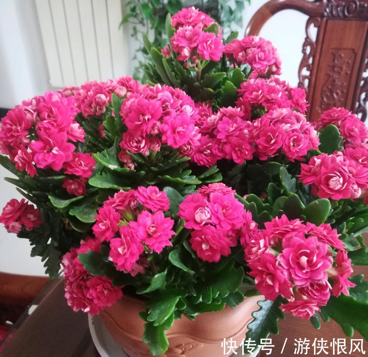 发财树|天气冷气温低,这些花要干养,少浇水才不易受冻和烂根