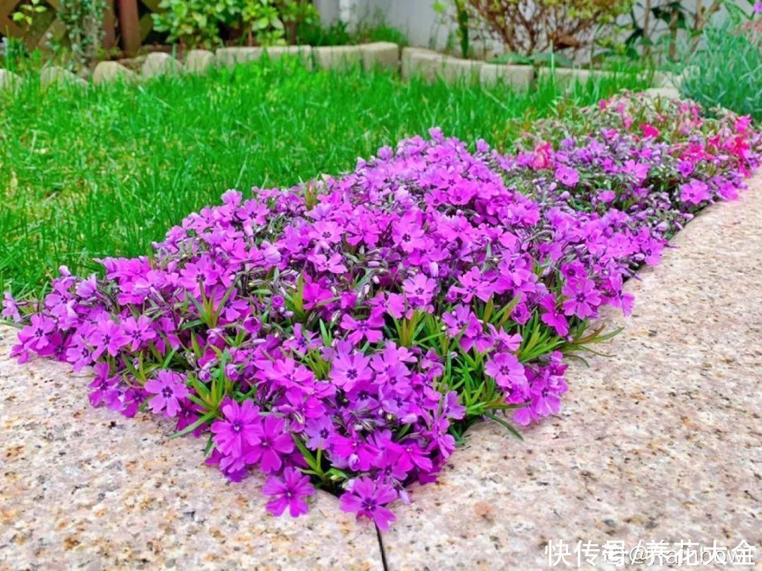 有院子的话,种这6种花,沾土就活一大片