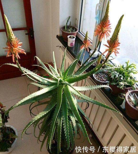 浇水|秋天养芦荟,4个小技巧,花箭一米高,冒芽20多,又壮又肥