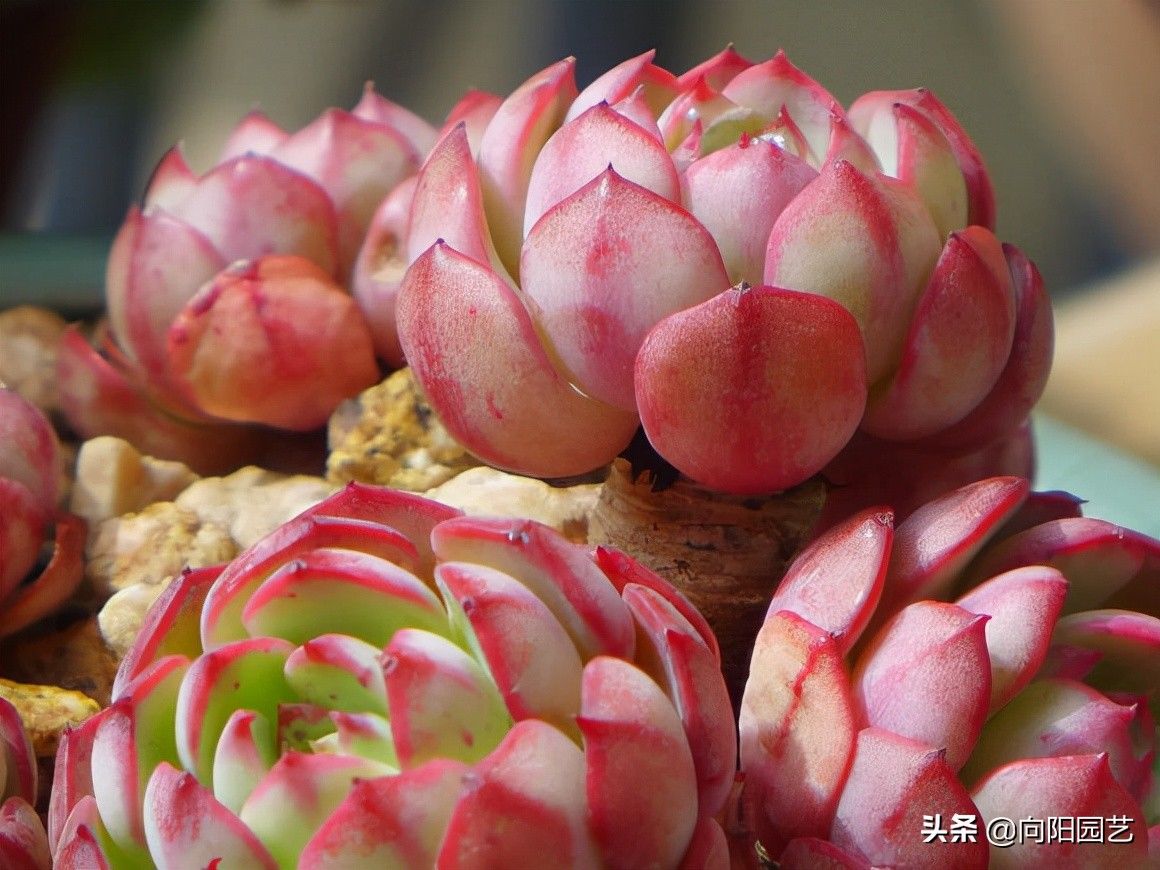 二手|花最少的钱，买最便宜的多肉，专挑二手多肉，也可以养得很好