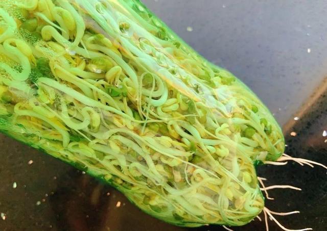 雪碧瓶|想吃豆芽1个“雪碧瓶”就能做,只要花个豆子钱,7天冒出一桶