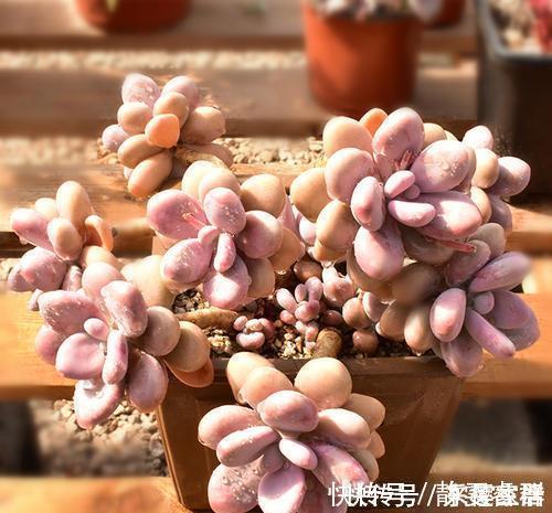 托盘|夏天给多肉植物浇水，1个方法，安全度夏，根系长得壮