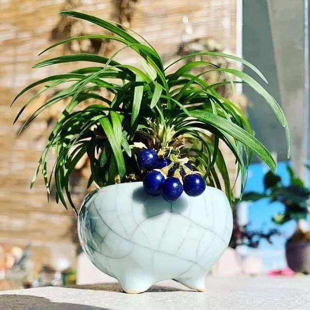 山野草，也高雅！