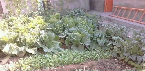 婚房|晒晒我的农村婚房,院子种菜,卧室没床,但比住大别墅还舒服!