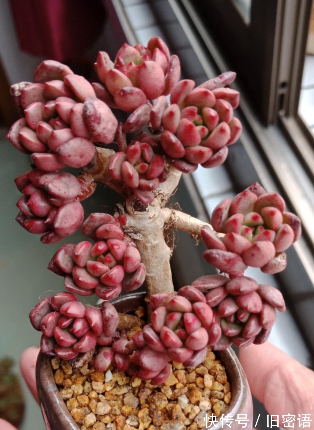 封闭的阳台上如何养出漂亮的红宝石？轻控肯定不行，试试这些技巧