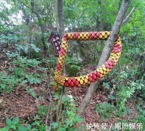 单词|“再也不想网购了迟早笑死在客服聊天里”哈哈哈哈