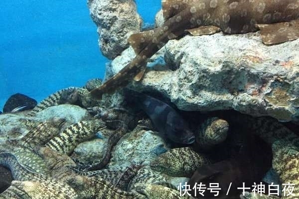 荒士|网友目击“鳕鱼子嘴唇”的神奇海鳗 有戏表情让人觉得是动画人物
