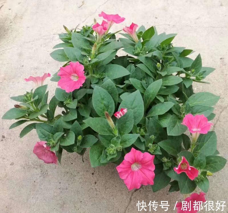 这5种植物开花美,不挑剔,堪称:家庭盆栽福利