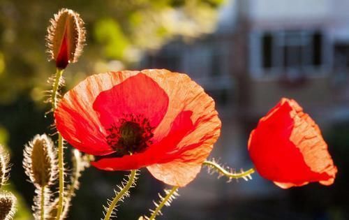 养花|捡拾2种树皮回来养花,花盆里埋1点,不烂根、不黄叶,长的旺