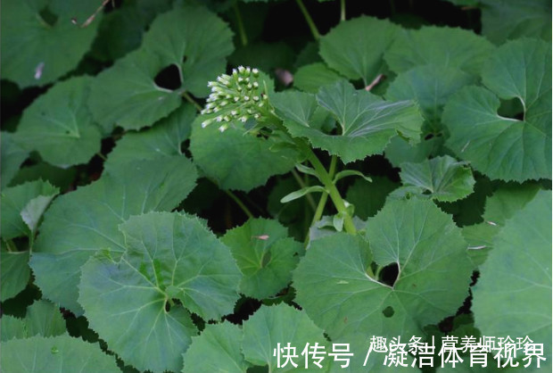 老山芹|一种野菜，大家都喜欢吃，若家乡有，别忘了采摘，用来做菜是一绝