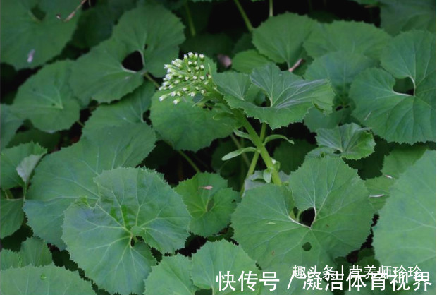 老山芹|一种野菜,大家都喜欢吃,若家乡有,别忘了采摘,用来做菜是一绝