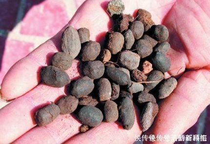 听老花匠说:用3种肥料养花,养啥旺啥,关键不要嫌脏