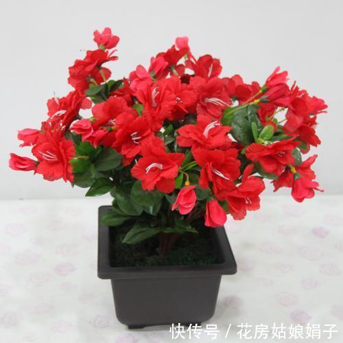 窗台上的一盆杜鹃花,每年很简单的养护,却能年年见花不见叶