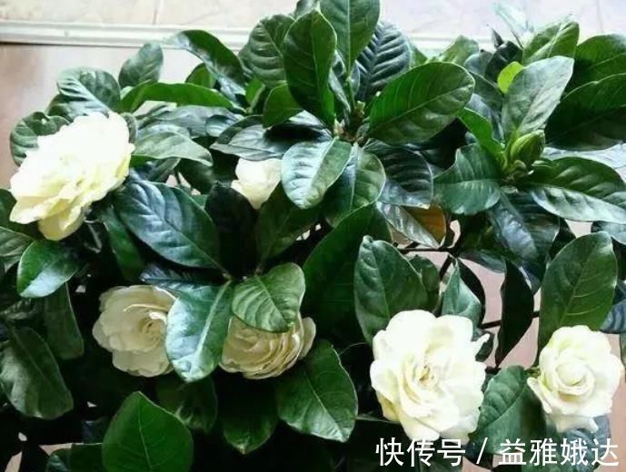 客厅|客厅养上“3种花”,一年四季“开花不断”,开花一茬又一茬