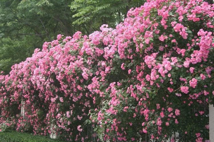 春来一小院，花开满枝头