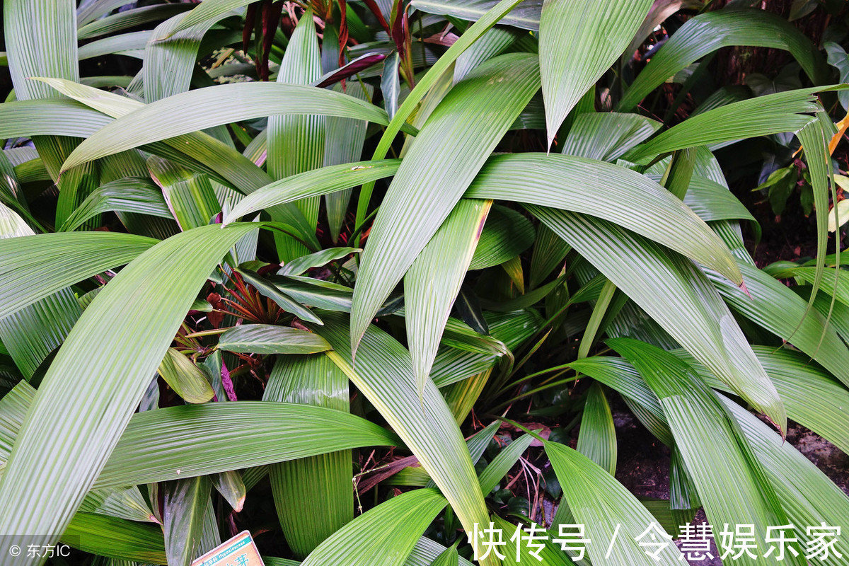 石蒜碱|农村田间野地一野草,看似不起眼,却是天然“雄激素”,温肾助阳