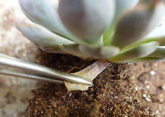 多肉一化水就死,邻居奶奶这样处理,才第三天叶子就翠绿了