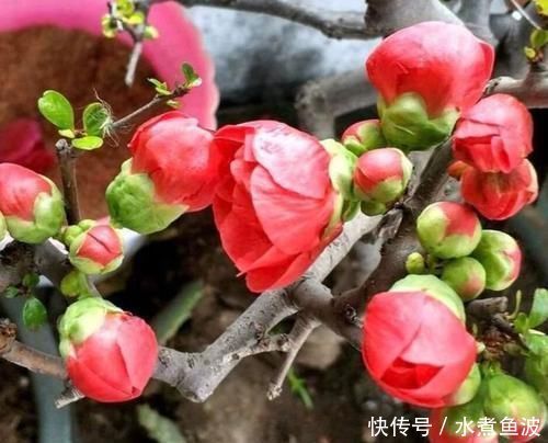 懂花人给客厅养5种花，美观大气、花色繁多易爆盆，娇艳欲滴