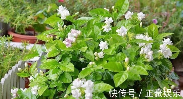 淋淋雨|7种花夏天爱淋雨，越淋长得越欢，多淋几次，肥料都省了