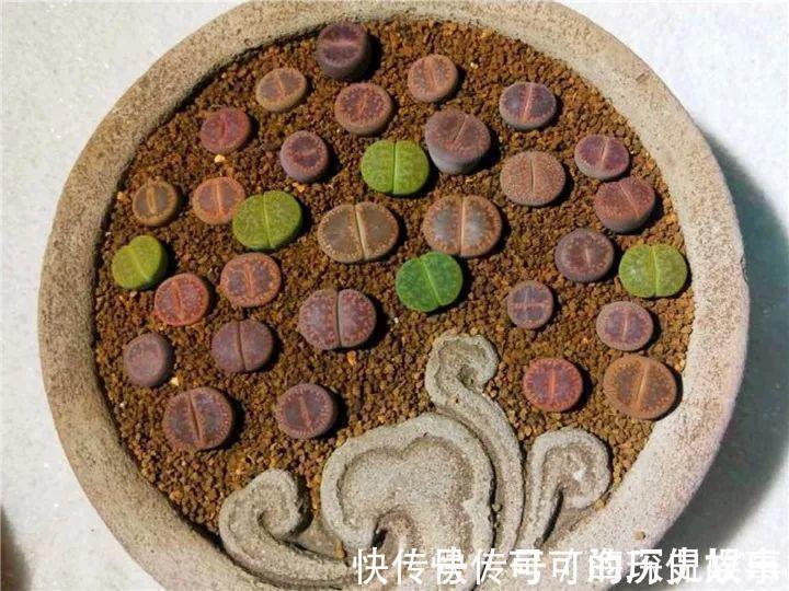 静夜静夜|6种多肉太难养,赶紧留个种,省得每年都要重新买!