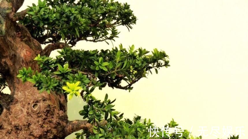 想要把小苗罗汉松,快速打造成“老桩盆景”,要做好这“几点”