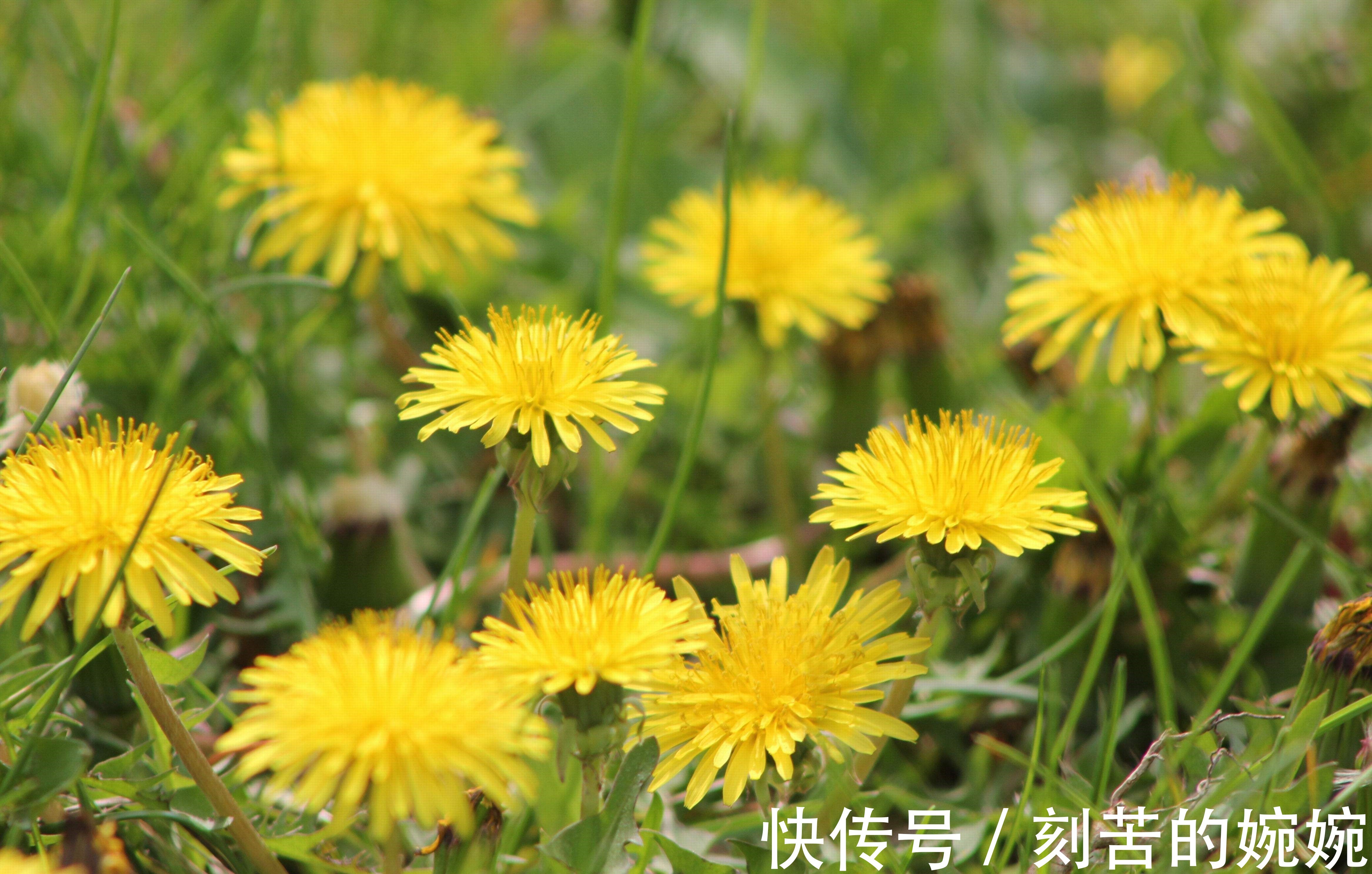 荠菜|常吃这6种野菜，不仅营养丰富、美容养颜，还能增强体质抗衰老