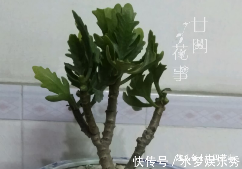 君子兰|5种花夏天要休眠，养好精神补足体力，天凉开枝散叶，积极开花