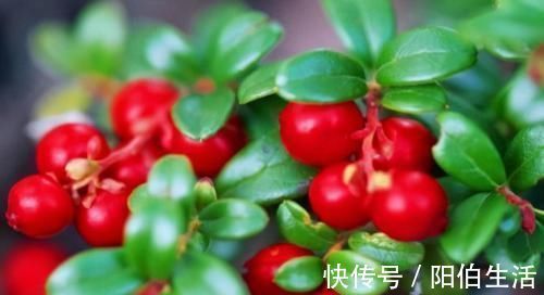 杜鹃花科越橘|中年人推荐多吃3种食物，排毒养颜、延缓衰老，好处多多！