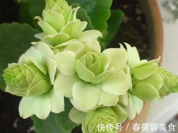 花期长好养护的长寿花,居然有这么多品种,真的美极了!