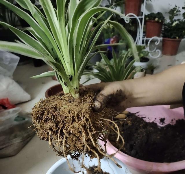 谁说吊兰只能吊着养，打破常规，养出独特优美的精致吊兰