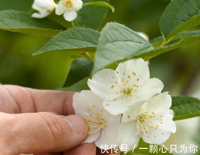 月季|冬天给这些花来剪两下,保证越长越好,再冷也冻不死