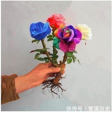 建议大家不管院子多大,种上5种花卉,香飘满园,全村最有面