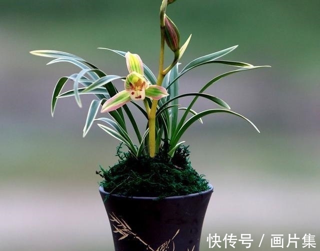 帝王妃|兰花珍品—矮种帝王妃,开花稳定,花香芬芳,文赏也可,武赏也行